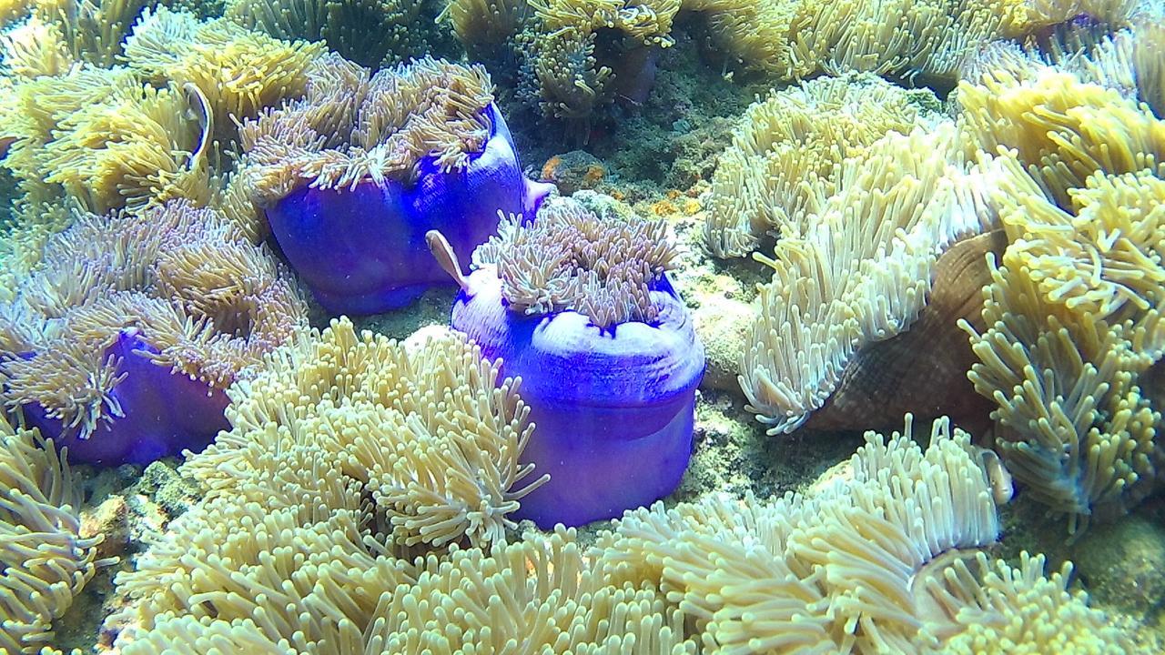 Green Adamas Resort Чумфон Екстериор снимка